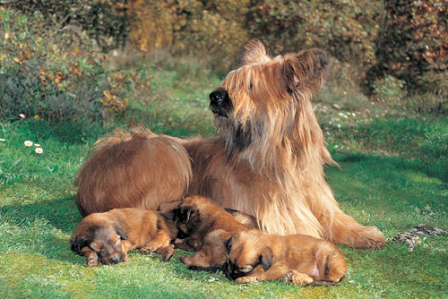 Berger de Brie (Groupe 1)