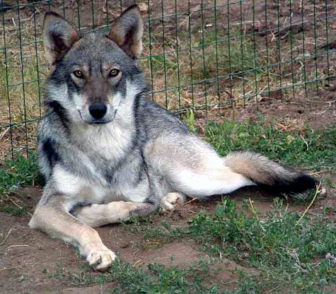 Races Par Ordre Alphabetique A C