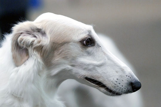 Barzo&iuml; (Groupe 10)