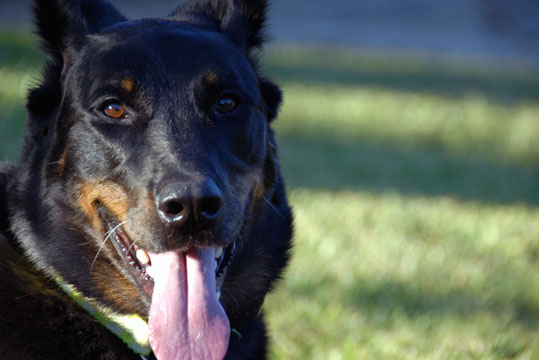 Berger de Beauce - Beauceron (Groupe 1)
