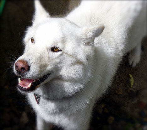 Berger blanc suisse (Groupe 1)