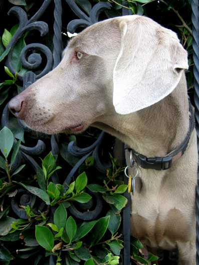 Braque de Weimar (Groupe 7)