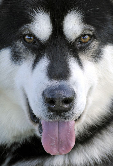 Chien finnois de Laponie (Groupe 5)