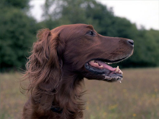 Setter irlandais rouge
