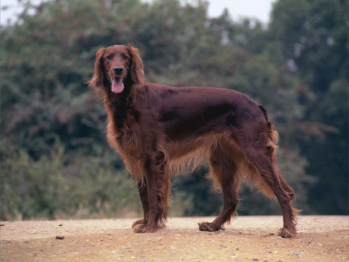 Setter irlandais rouge