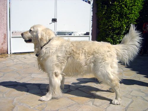 GOLDEN RETRIEVER