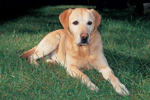 Comportement et utilisation