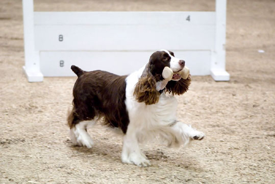 Springer Spaniel anglais