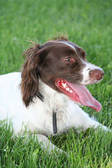 Springer spaniel gallois