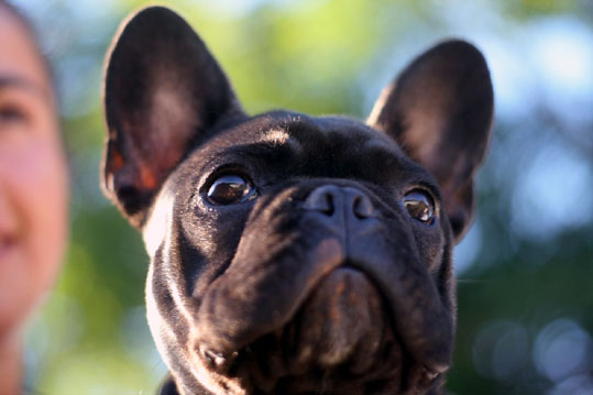 Bouledogue Francais