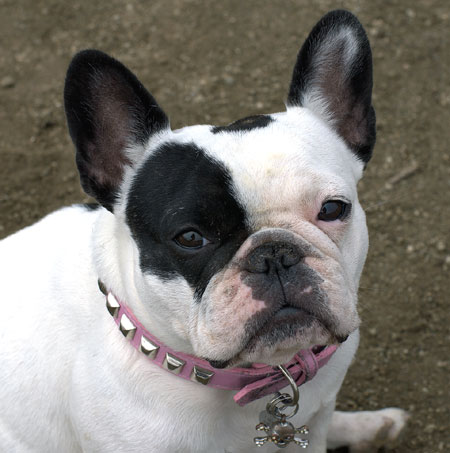 Bouledogue fran&ccedil;ais