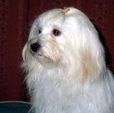 COTON DE TULEAR