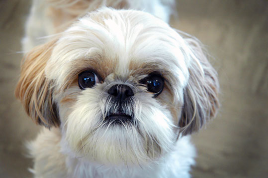 Shih Tzu
