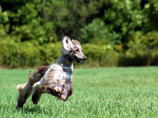 L&eacute;vrier afghan