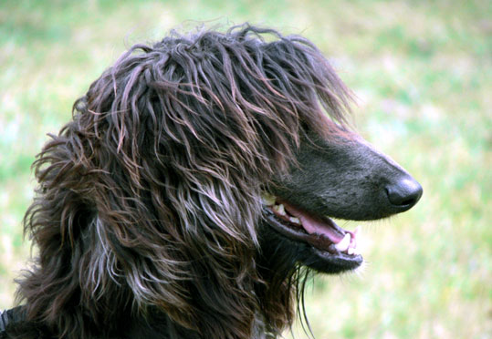 L&eacute;vrier afghan