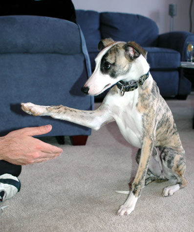 L&eacute;vrier anglais