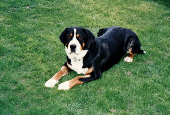 Grand Bouvier Suisse (Groupe 2)