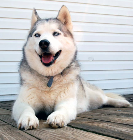 Husky de Sib&eacute;rie (Groupe 5)