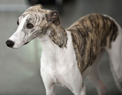 L&eacute;vrier anglais (Groupe 10)