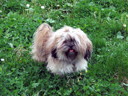 Lhassa Apso (Groupe 9)