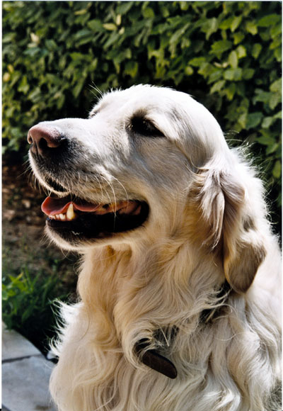 Golden Retriever (Groupe 8)
