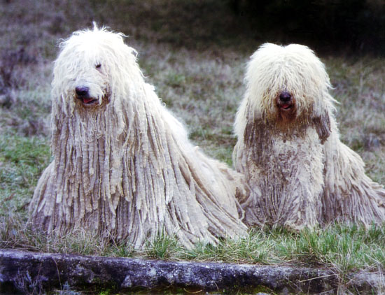 Komondor (Groupe 1)