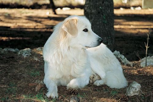 Montagne de la Maremme et des Abruzzes (Groupe 1)