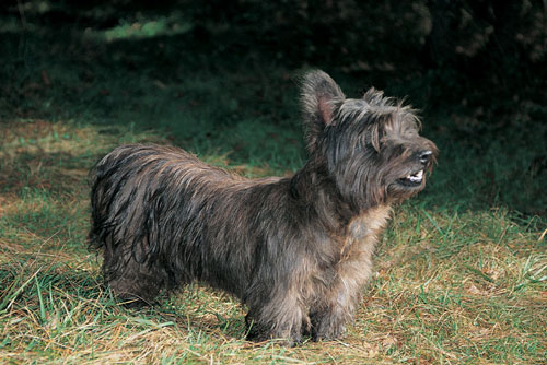 Skye Terrier (Groupe 3)