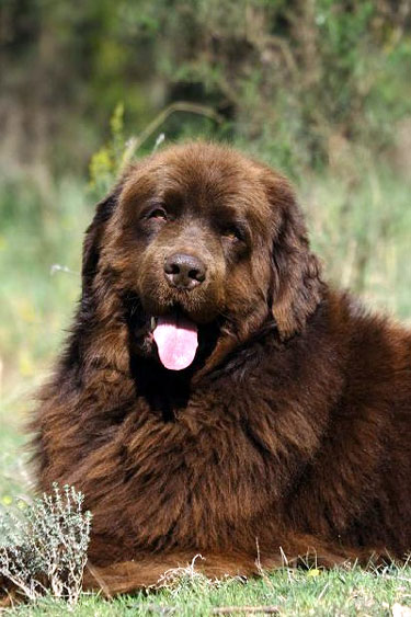 Terre-Neuve (Groupe 2)