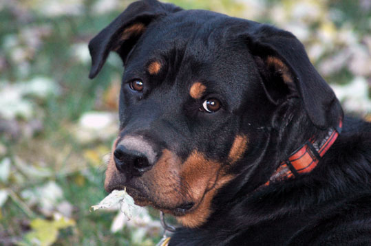Rottweiler (Groupe 2)
