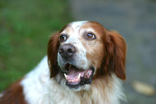 Setter irlandais rouge et blanc (Groupe 7)