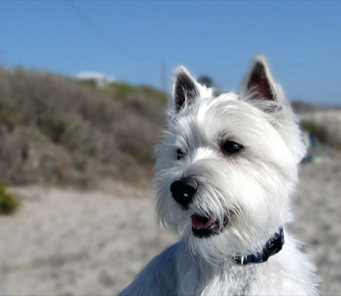 West Highland White Terrier (Groupe 3)