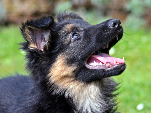 Chiot de 8 semaines.