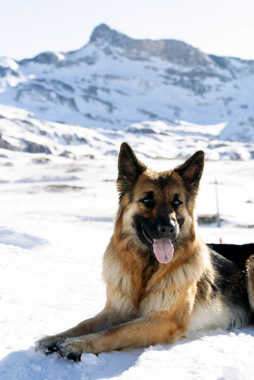 Origine et utilisation