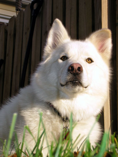 Fi ph chien bergerblcsuis02