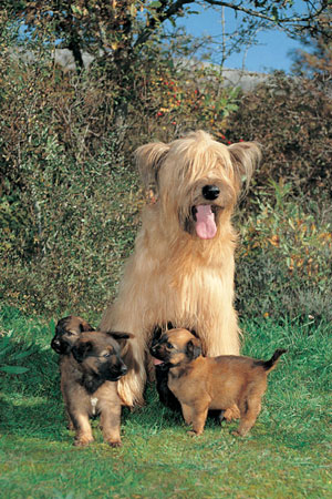 Origine et utilisation