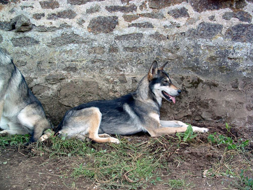 CHIEN LOUP DE SAARLOOS