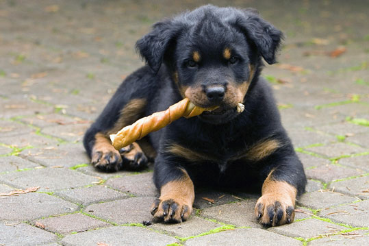 Rottweiler (chiot)