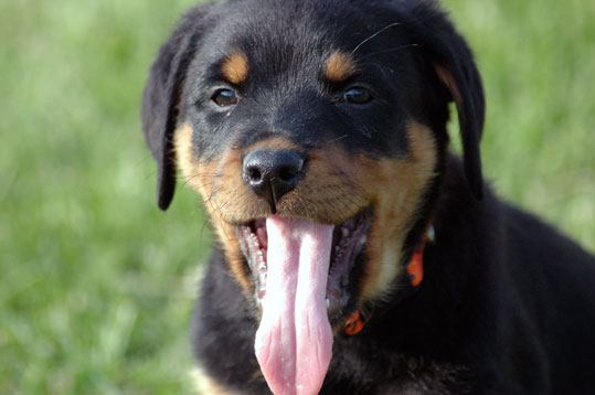 Rottweiler (chiot)
