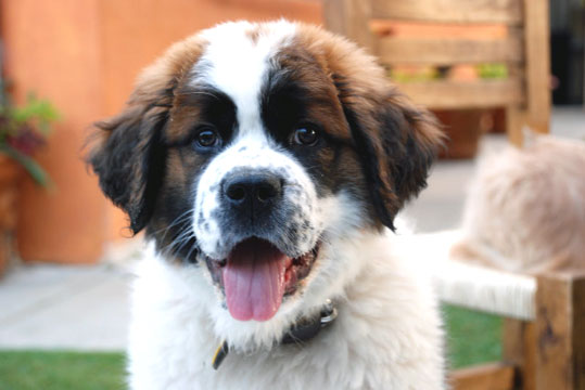 Saint Bernard