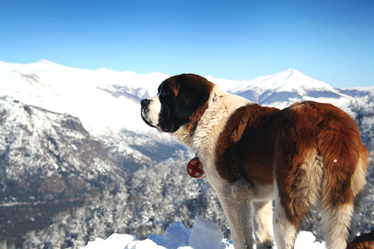 Origine et utilisation