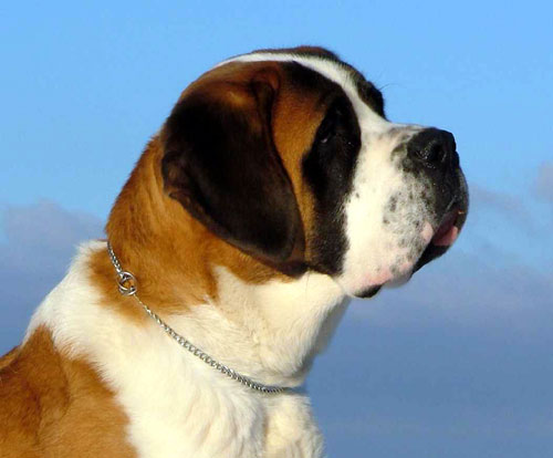 Saint Bernard