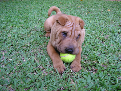 Shar Pei