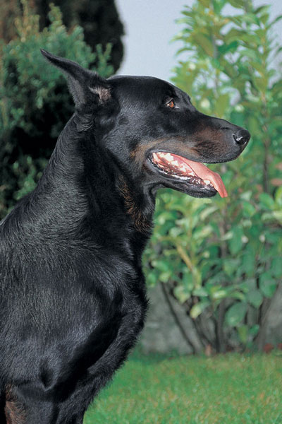 Morphologie et comportement