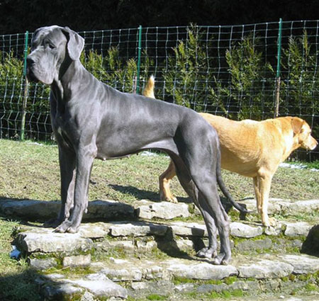 Dogue allemand