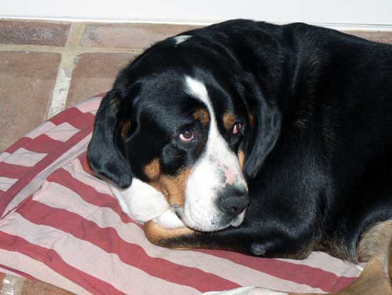 Grand Bouvier suisse