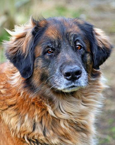 Leonberg