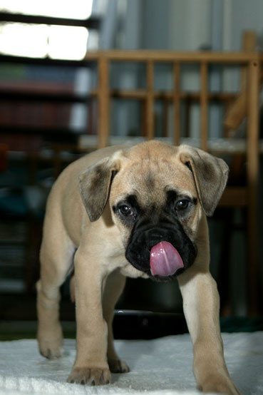 Mastiff (chiot)