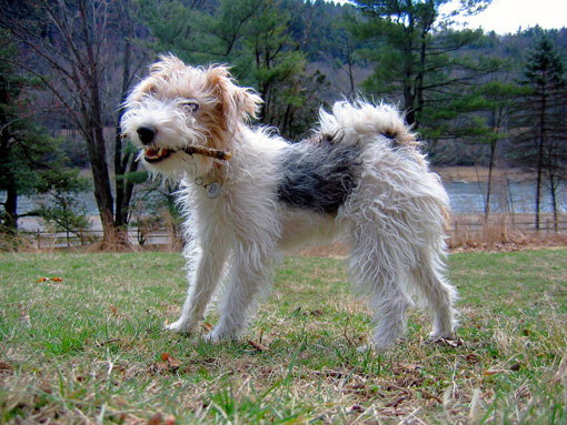 Fox Terrier