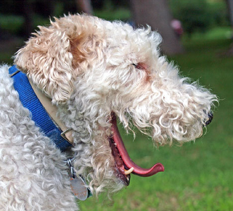 Fox Terrier